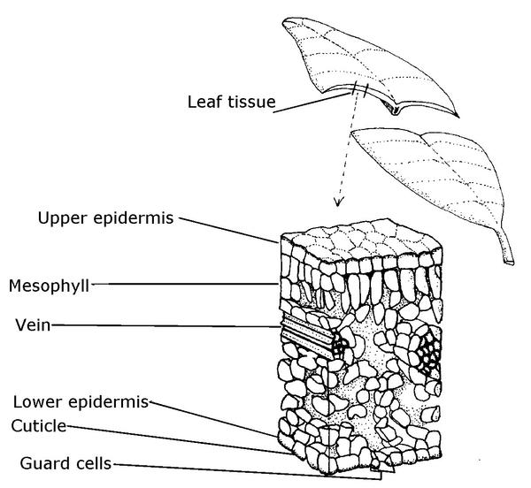 leaf tissues